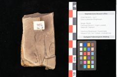 Foto (Objekt + Etikett) von Quercus palaeoilex Ettingshausen (NHMW-GEO-2024-0188-0925)